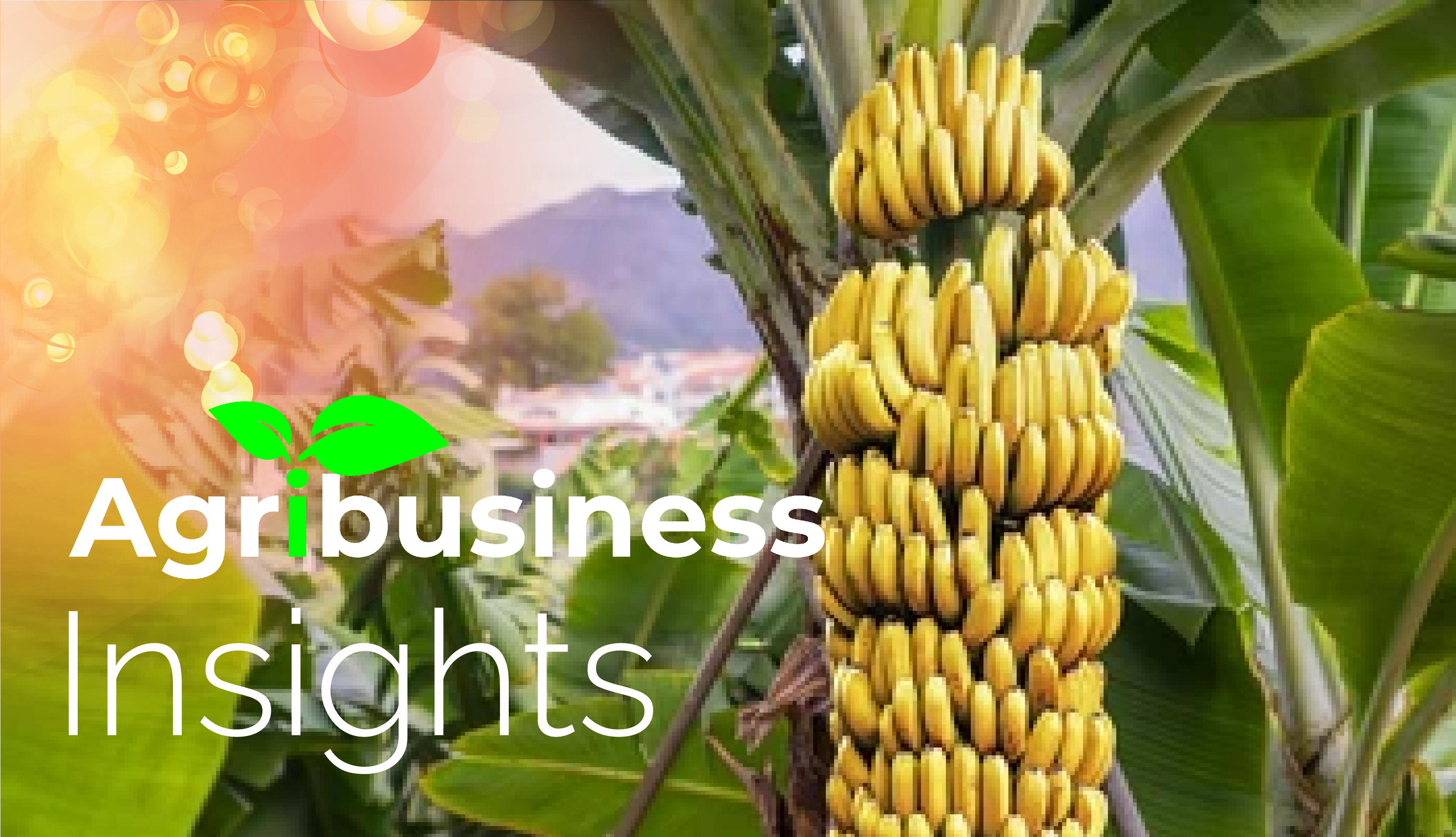 Agribusiness Insights (Plantain farming [gonja])